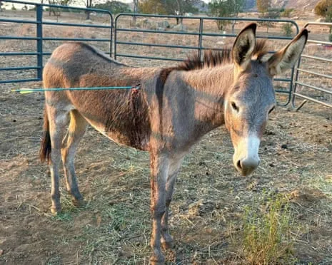 Donkey Recovering Following Recent Arrow Attack on Wild Burros in the Golden State