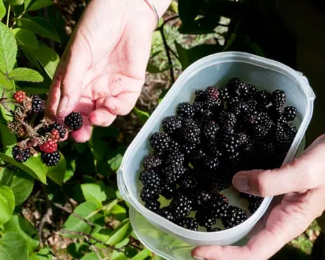 Wanted: Tasty Pastries to Utilize a Glut of Handmade Jam