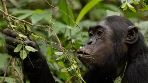 Wild Chimps Consuming an Amount Equal of an Alcoholic Beverage Each Day from Ripe Fruits, Research Reveals