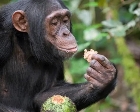 Chimpanzees Drink Everyday Alcohol Equivalent to a Lager from Ripe Figs